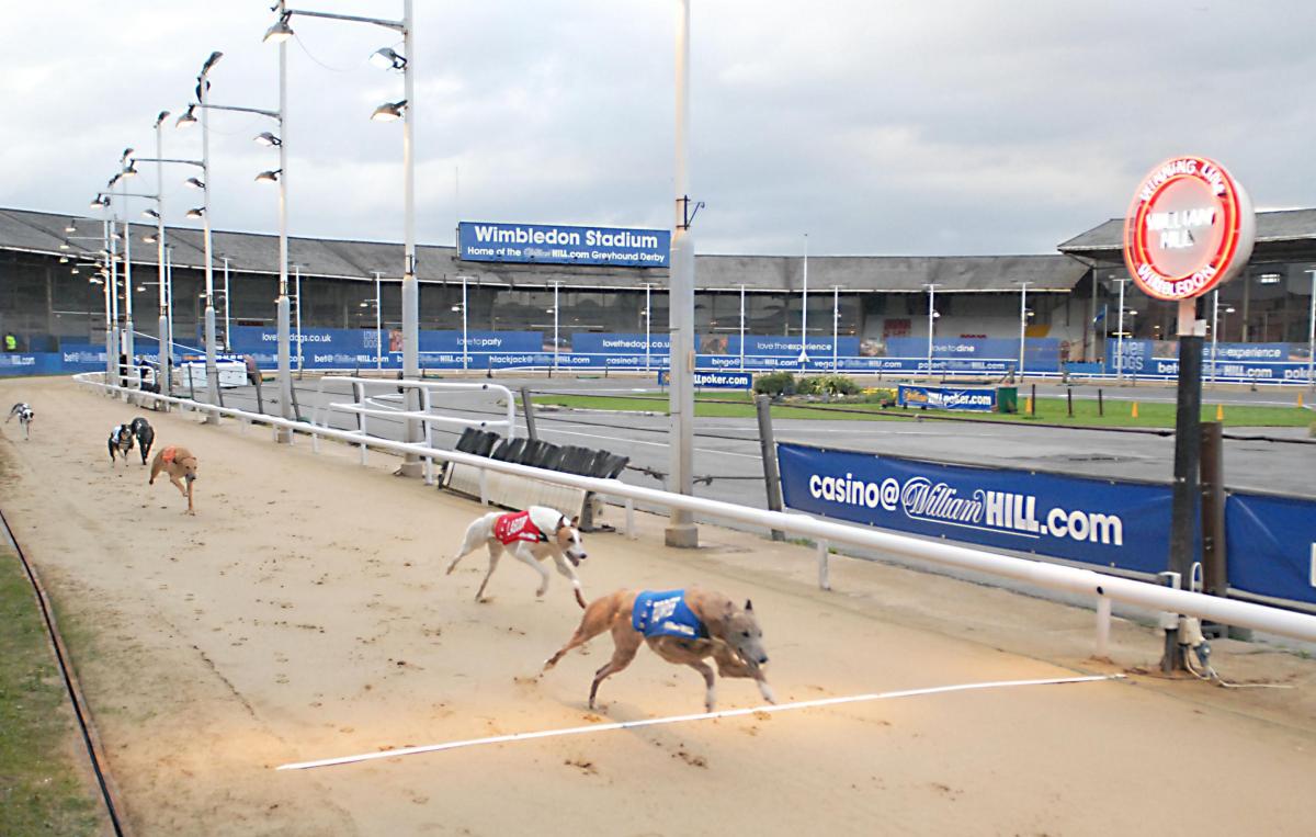 greyhounds